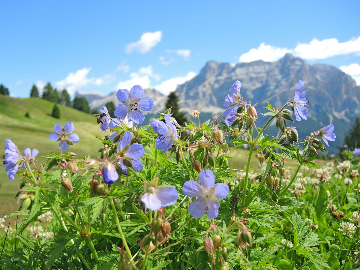 Image: Summer holidays in Alta Badia